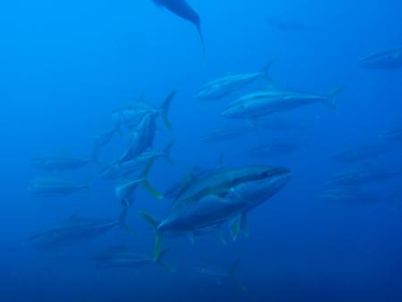 Dive HQ,Tauranga,White Island,Neuseeland