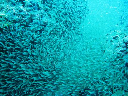 Sub Aqua Dive Center,Khao Lak,Andamanensee,Thailand