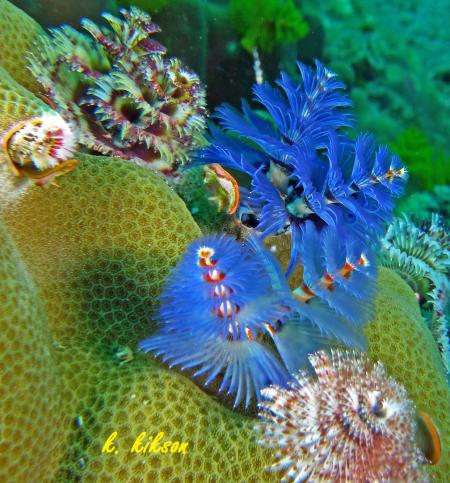 Calypso Diving,Koh Samui,Golf von Thailand,Thailand