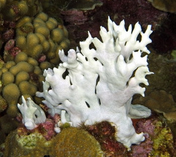 A bleached Branching Fire Coral © Joyce and Frank Burek, NOAA
