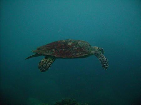 Calypso Diving,Koh Samui,Golf von Thailand,Thailand