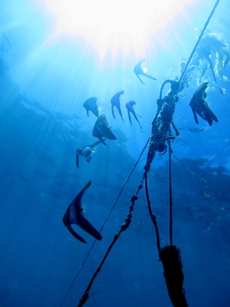 Maluku Divers,Ambon,Allgemein,Indonesien