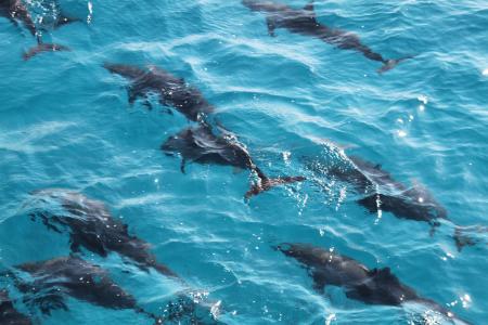 Sataya Dolphin Reef,Ägypten