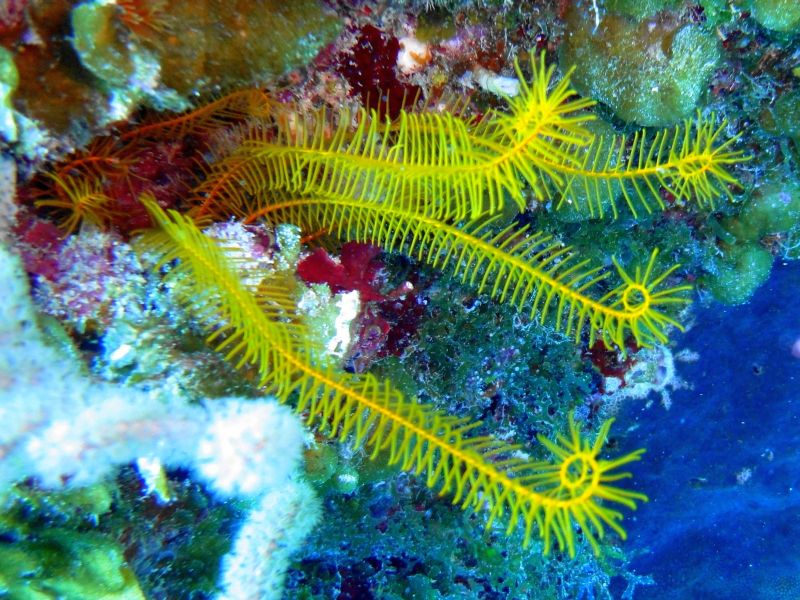 Unterwasserlandschaft und Korallen, Jardines de la Reina,Kuba
