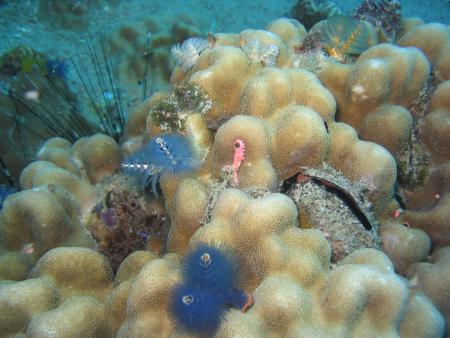 Calypso Diving,Koh Samui,Golf von Thailand,Thailand