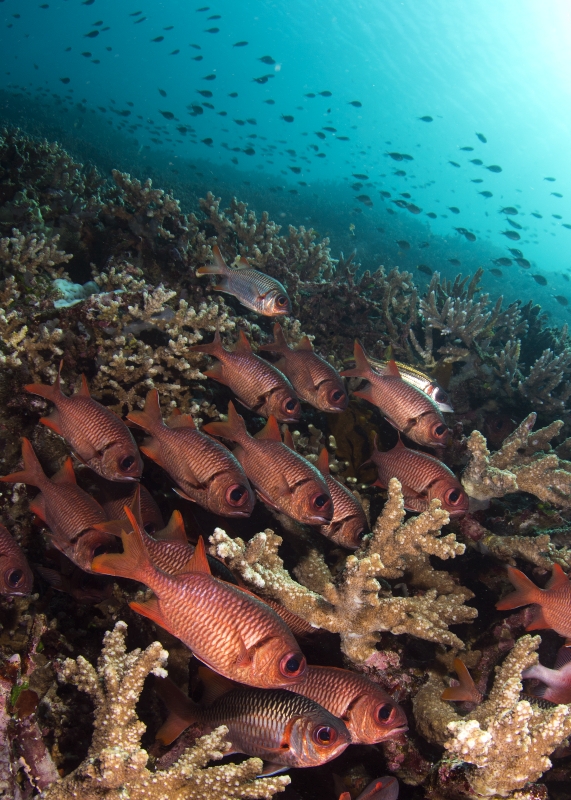 Soldatenfische, Uber Scuba Komodo Dive Center, Indonesien, Allgemein