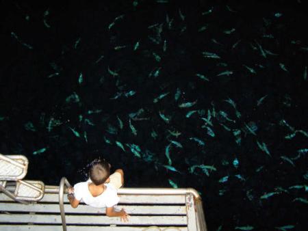 Calypso Diving,Koh Samui,Golf von Thailand,Thailand