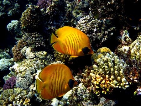 Beachsafari Diving Camp Marsa Alam,Marsa Alam und südlich,Ägypten