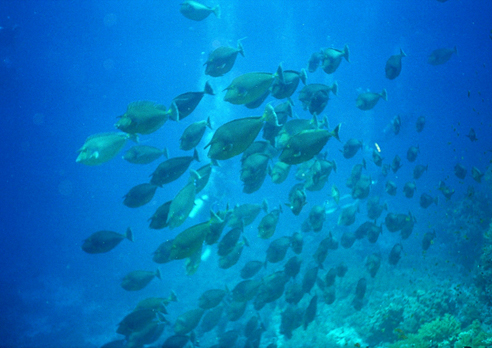 Ras Mohammed - Jolanda / Shark Reef, Ras Mohammed,Ägypten