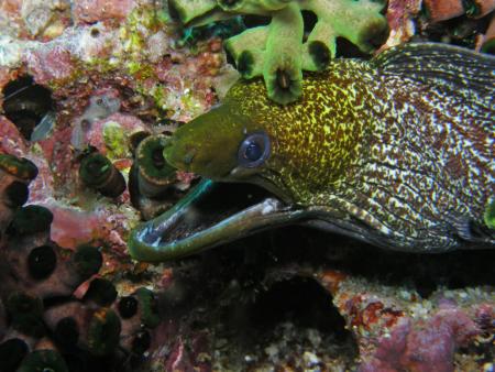 Oman Dive Center (Extra Divers),Muscat,Oman