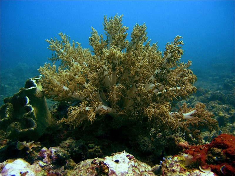 Tauchen mit Dirk, Palawan/Honda Bay,Philippinen