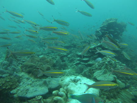 East Marine Diving,Pulau Payar,Pulau Langkawi,Malaysia