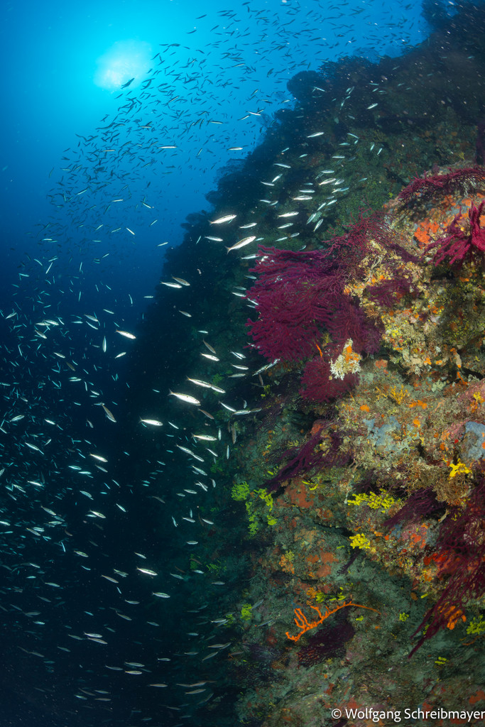 Punta Diving, Betina, Kroatien