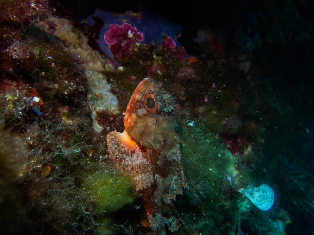 roter Fisch, Pollo Diving Asd, Italien, Sardinien