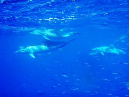 Delphine beim Jagen, Jandia Divers, Fuerteventura, Spanien, Kanarische Inseln