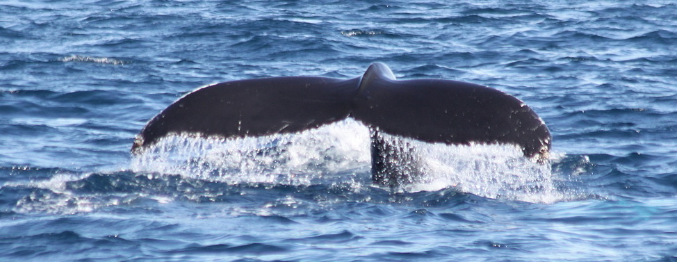 Humpback Whale Sighted In The Bay Of Greifswald Diveinside News
