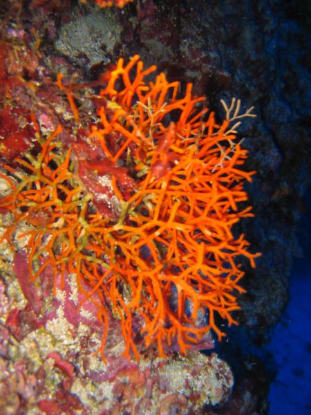 Kas Diving,Kas,Türkei