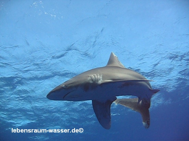 Carcharhinus Longimanus, Rotes Meer allgemein,Elphinstone Reef (Marsa Alam),Ägypten