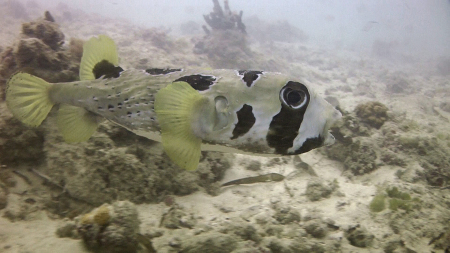 Diving Poseidon,Nungwi - Sansibar,Tansania