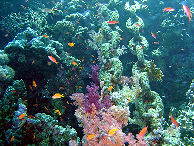 Safaga - Coral Garden, Coral Garden,Ägypten
