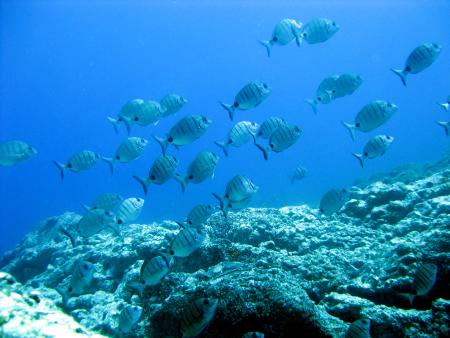 Buceo-Sub La Palma,Kanarische Inseln,Spanien