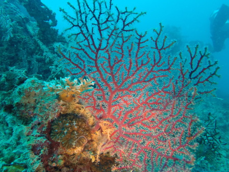Dive Spot Asia,Dalaguete,Cebu,Philippinen