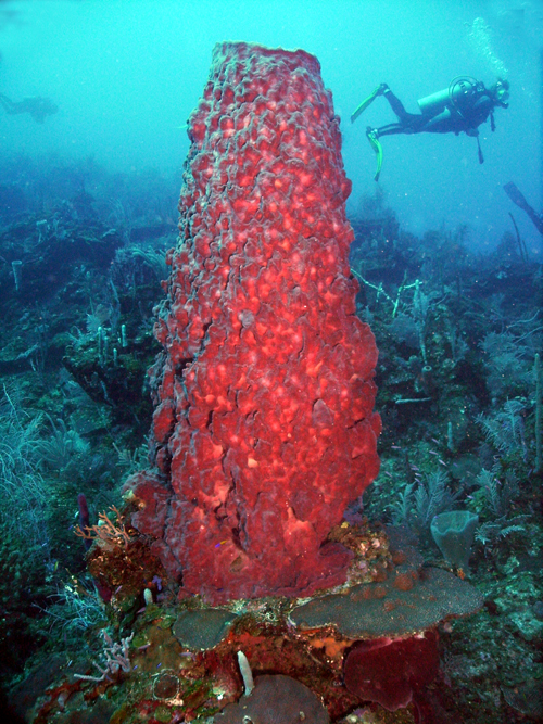 Utila, Utila,Honduras