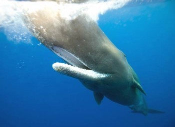 Pottwal; Andrea und Wilfried Steffen