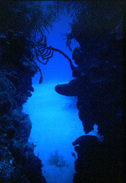 Blue Hole / Halfmoon Caye, Blue Hole / Halfmoon Caye,Belize