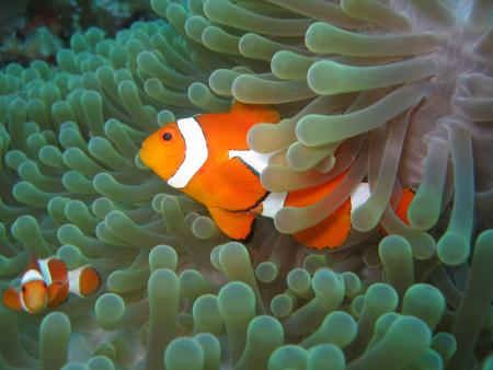 Selayar Dive Resort,Sulawesi,Indonesien