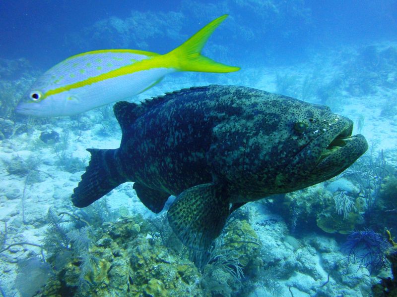 Große Unterwasserbewohner / ohne Haie, Jardines de la Reina,Kuba