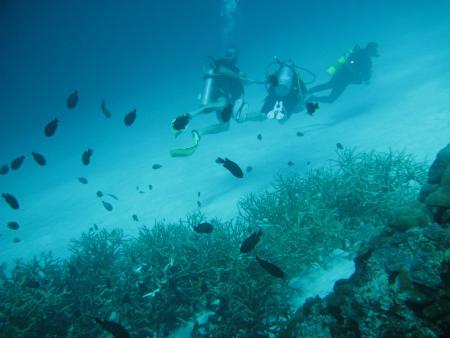 Pearl Andaman diving,Andamanensee,Thailand