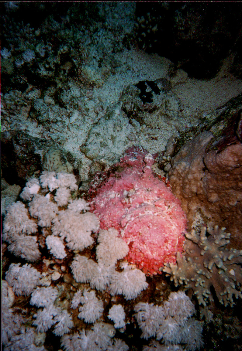 Safaga, Safaga - allgemein,Ägypten