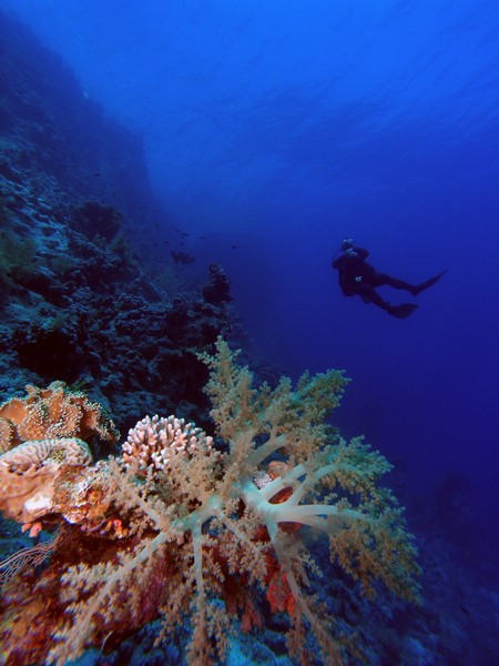 Ras Mohamed - Reef life, Wrack der Jolanda,Ras Mohammed,Ägypten
