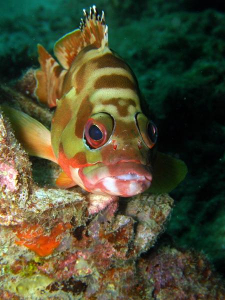 Calypso Diving,Koh Samui,Golf von Thailand,Thailand