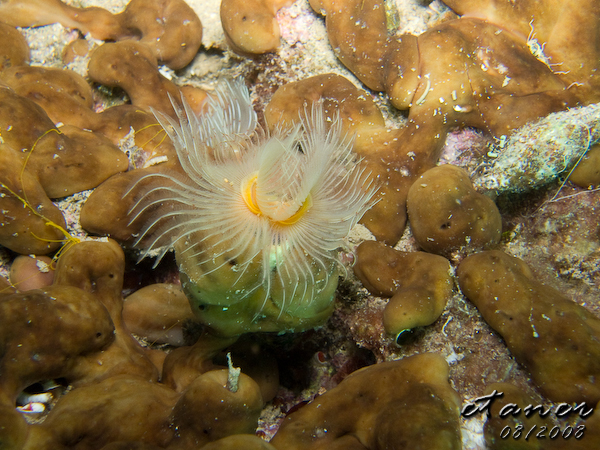 Hausbucht Scuba Valdaliso, Rovinj, Rovinj,Kroatien