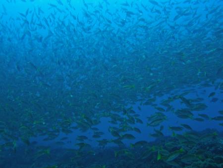 Oman Dive Center (Extra Divers),Muscat,Oman