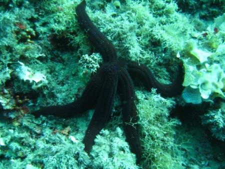 Dive & Fun,Cala D´Or,Mallorca,Balearen,Spanien