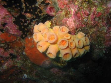 Calypso Diving,Koh Samui,Golf von Thailand,Thailand