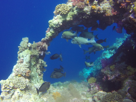 Carp Island Resort,Palau