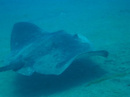 R.C. Diving,Puerto del Carmen,Lanzarote,Kanarische Inseln,Spanien