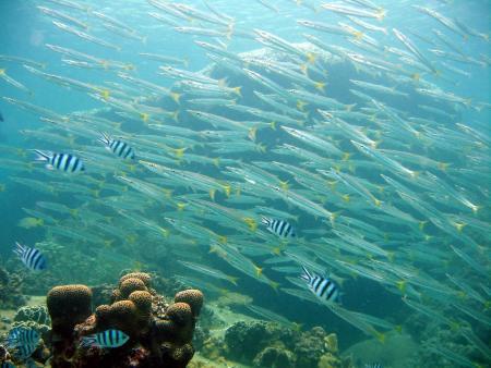 Calypso Diving,Koh Samui,Golf von Thailand,Thailand