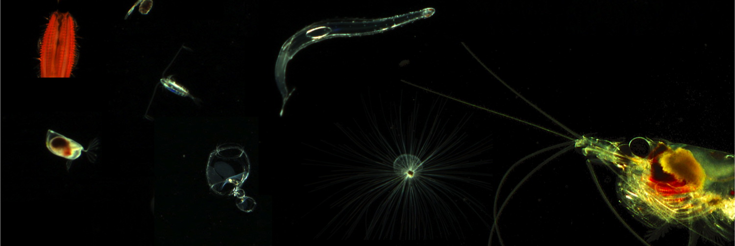 Мелкий зоопланктон