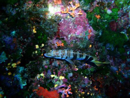 Atlantis Diving,Marsalforn/Gozo,Malta