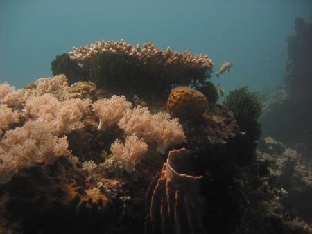 Castle Tropicana - Tropicana Divers,Puerto Galera,Sabang,Philippinen