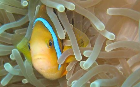 TOP-Dive Center Bora Bora,Französisch-Polynesien