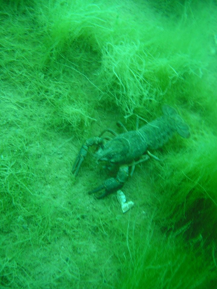 Erster Besuch, Der Sundhäuse See,Thüringen,Deutschland