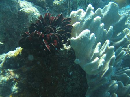 Tusa Dive,Cairns,Australien