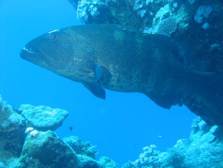 Extra Divers,Marsa Alam,Coraya Beach,Marsa Alam und südlich,Ägypten