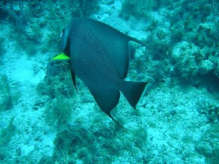 Conch Republic Divers,Tavernier,Florida,USA